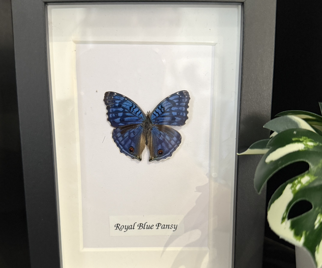 Royal Blue Pansy