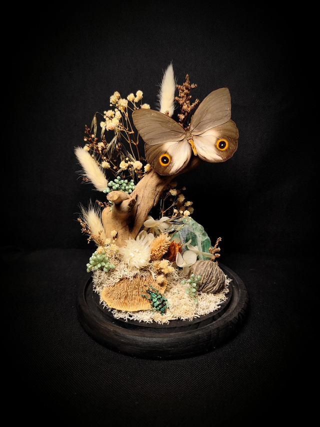 Diorama Papillons &amp; Fluorine 