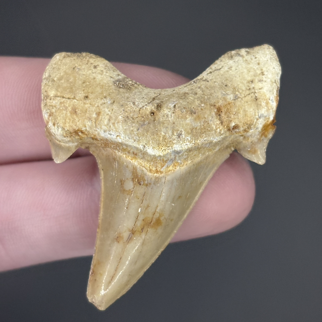 Otodus Tooth