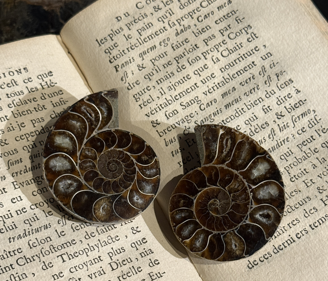 Paire de demi-ammonites polies 009