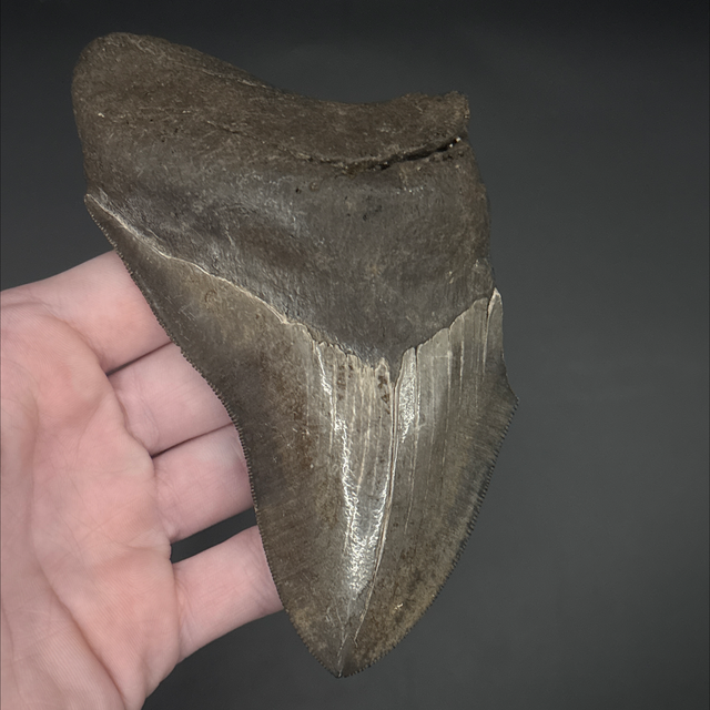 Megalodon Tooth
