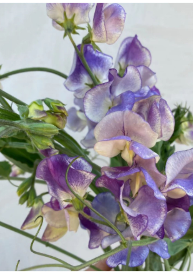 Pois de senteur 'Blue Ripple'