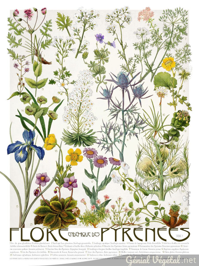 Affiche botanique Flore endémique des Pyrénées − série 1 