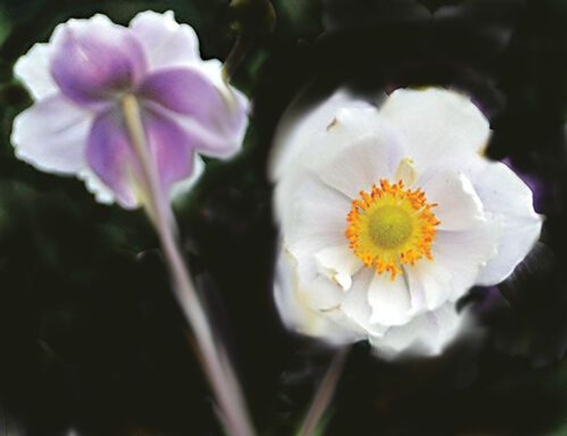 Anemone &#039;Dreaming Swan&#039; 1 litre 