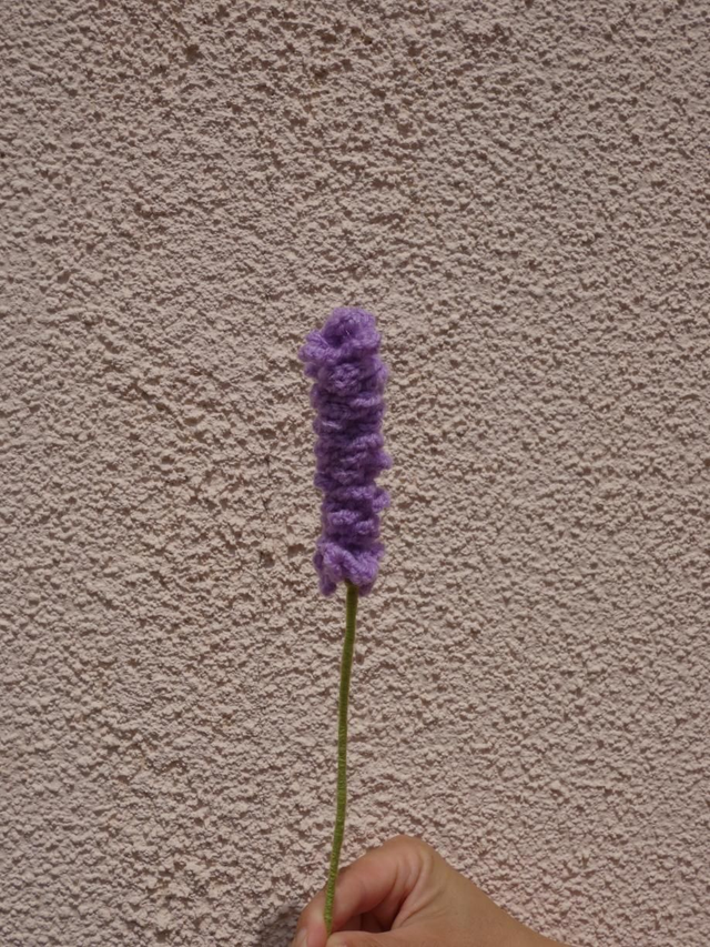 Lavande violet clair 