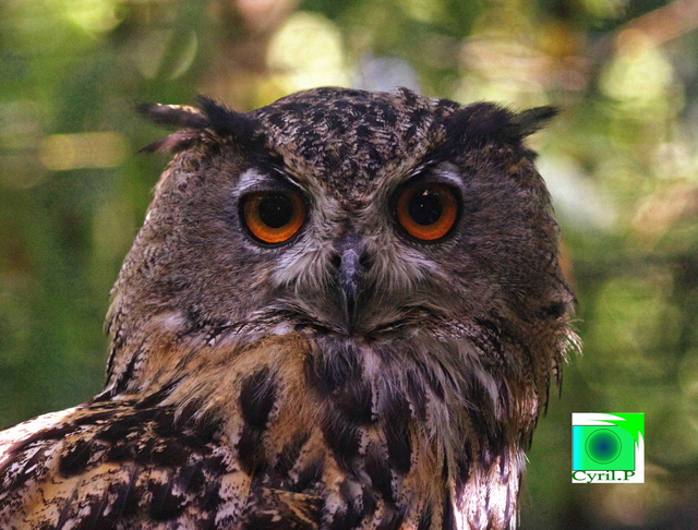 grand duc Dimensions extérieures : 32 x 32,6 cm  1 cm bord blanc 