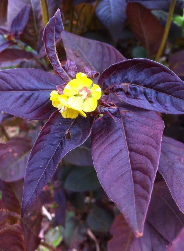 lysimachia ciliata 'Purpurea' - 1ltr pot