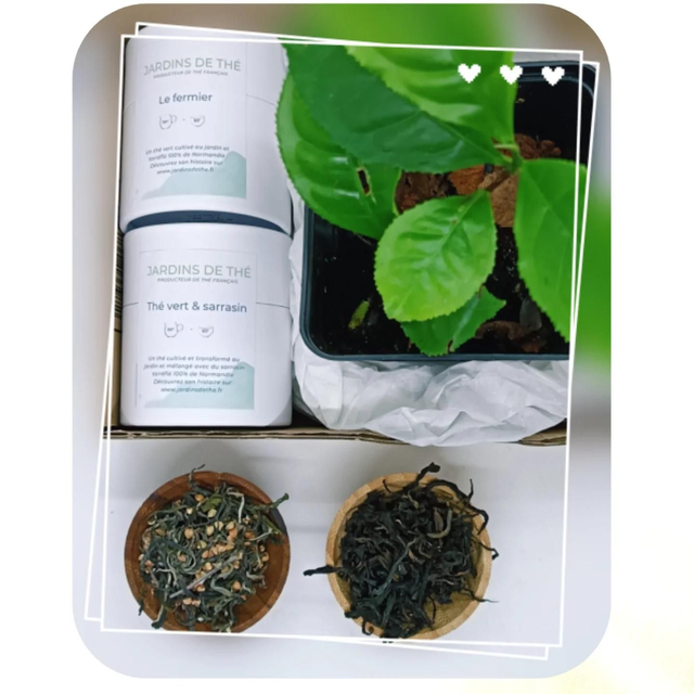 Coffret Mon jardin de thé 