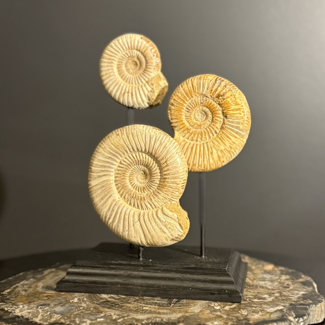 Triptyque ammonite sur socle, Kranosphinctes