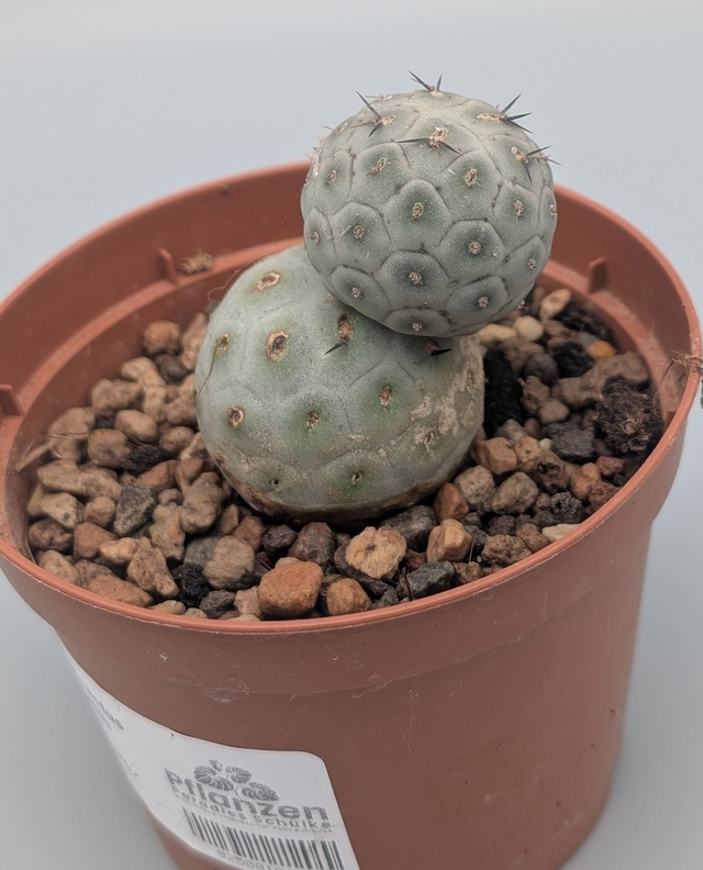 Tephrocactus 