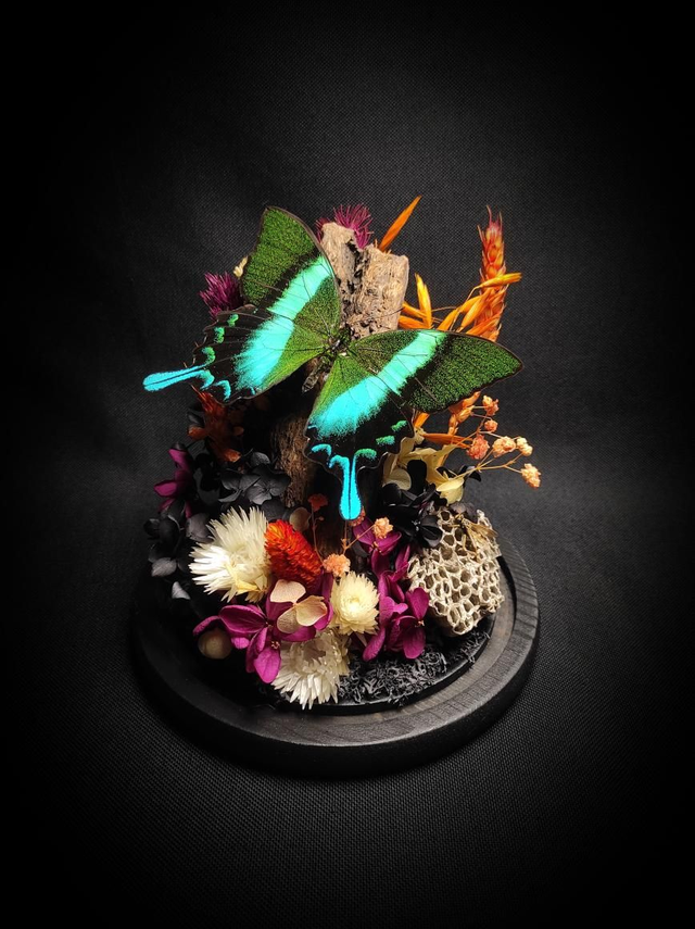 Diorama Papillon "Papilio Blumei & Guêpe" 