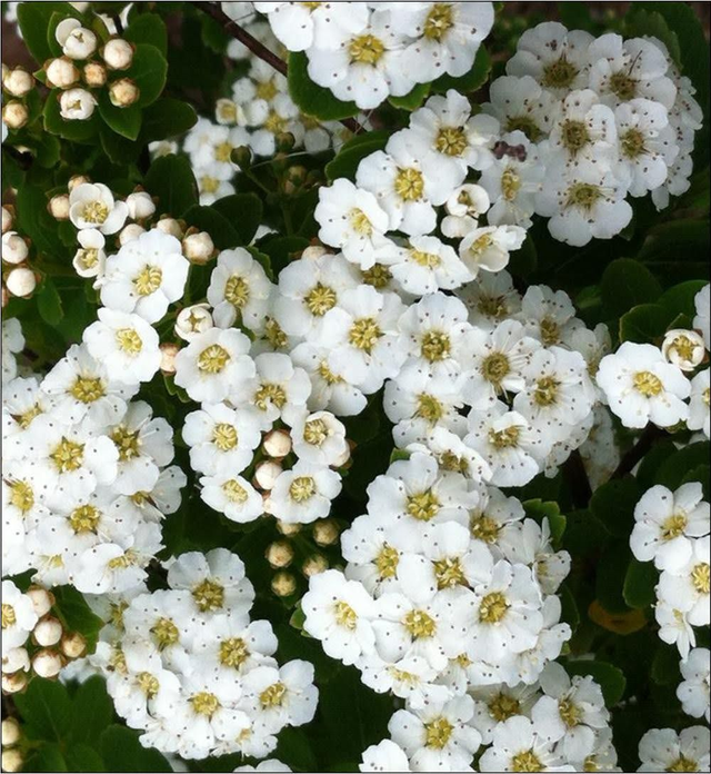 Spiraea nipponica 'Snowmound' - 1ltr pot