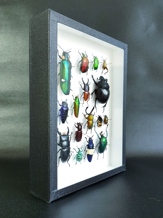 Collection de coléoptères du monde