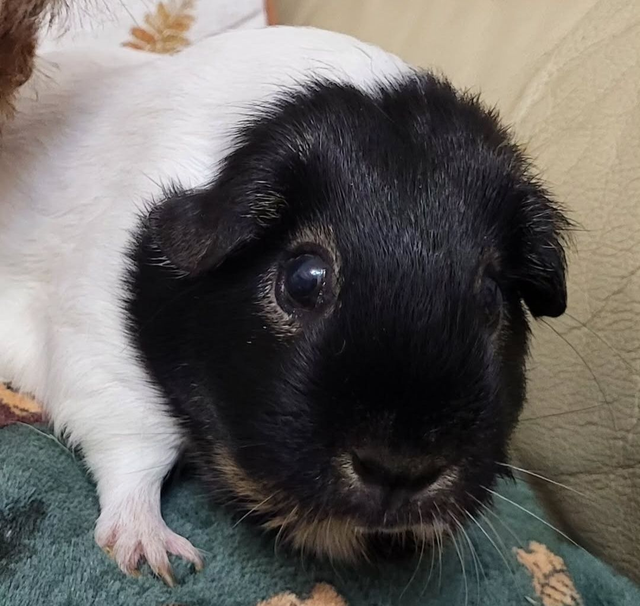 £40 donation to Patch's Piggy Trust