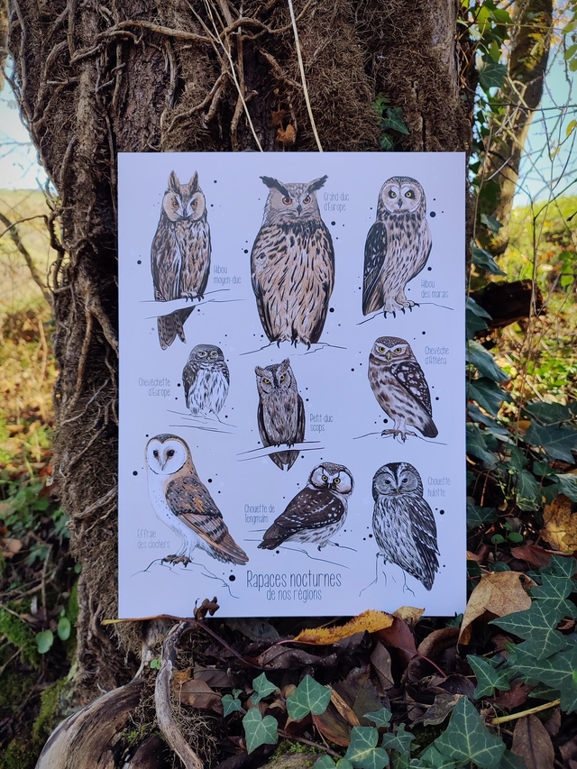 Affiche rapaces nocturnes 