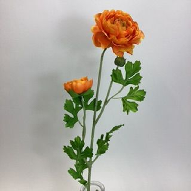 Ranunculus Spray with Bud Orange