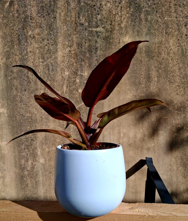 C34 . Filodendro 'Red Sun'