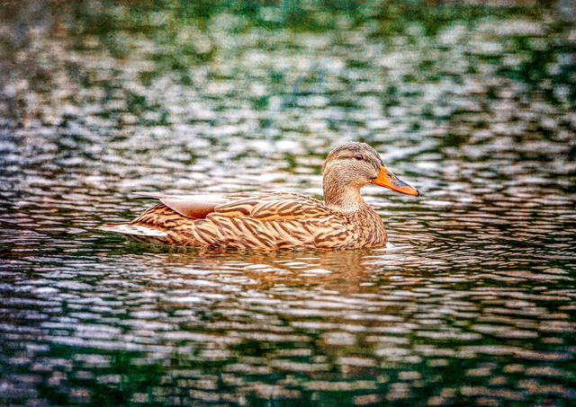 Mallard (Female)