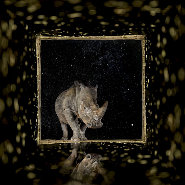 Tirage Dibond Windows at Night: "Rhino"  