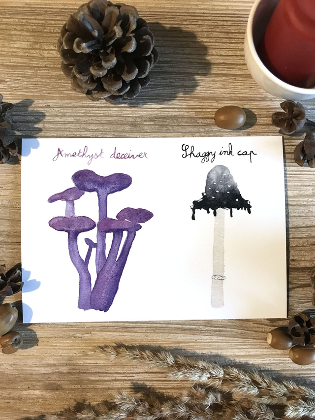 Carte postale shaggy ink cap