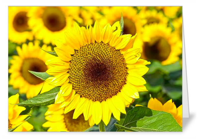 4 Variety pack Sunflower luxury notecards
