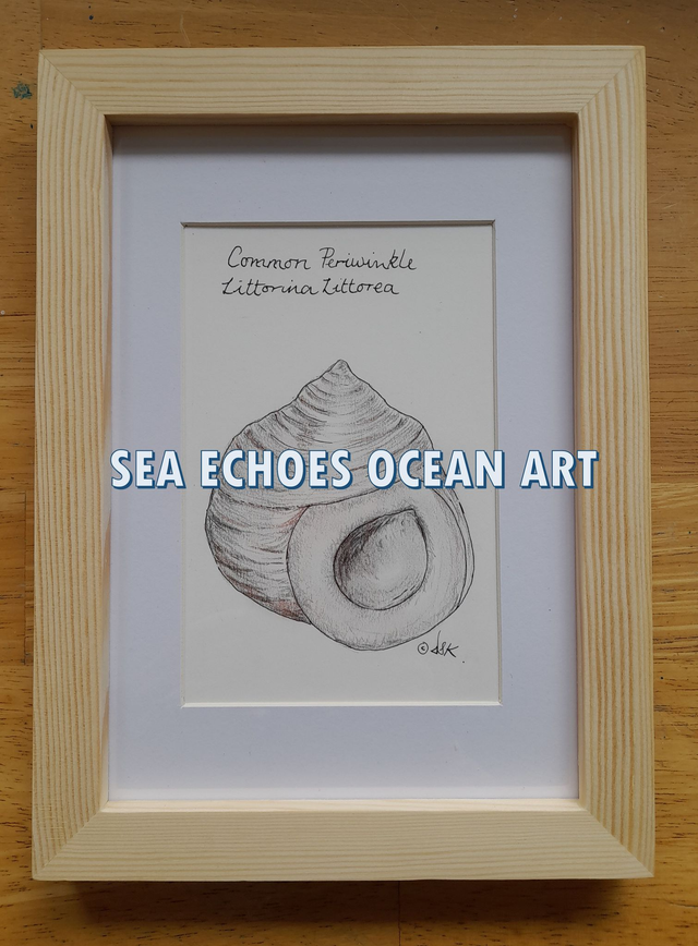 Shell: Periwinkle – Littorina Littorea