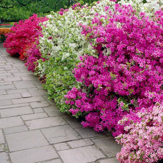 Azalea Diamond Japonica Mixed 5L pot