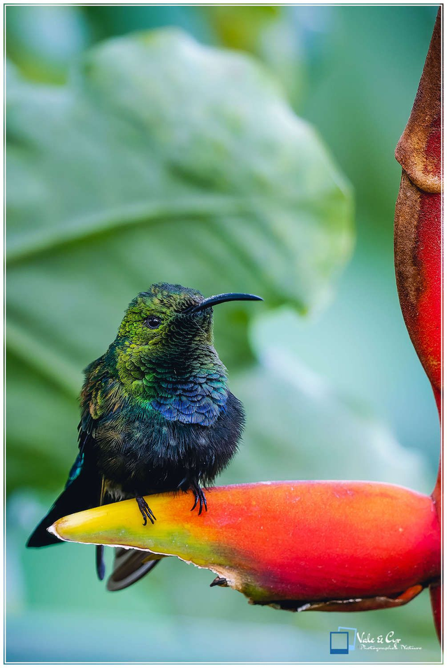 Tirage d'art : Turquoise