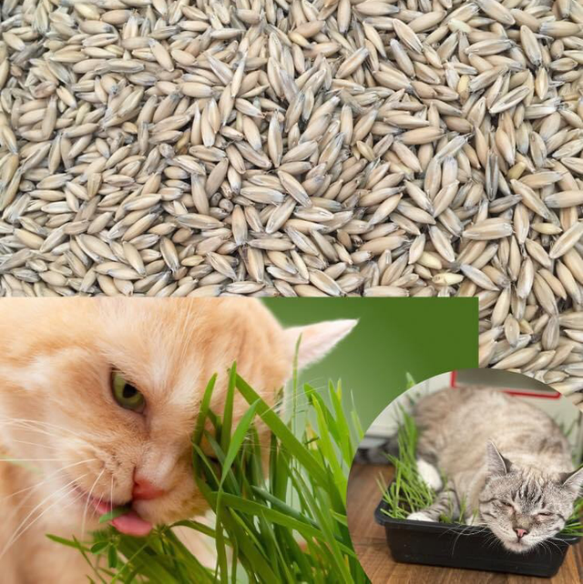 Cat grass seeds
