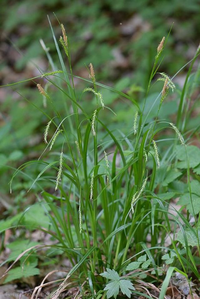 Laîche des bois (Carex sylvatica)