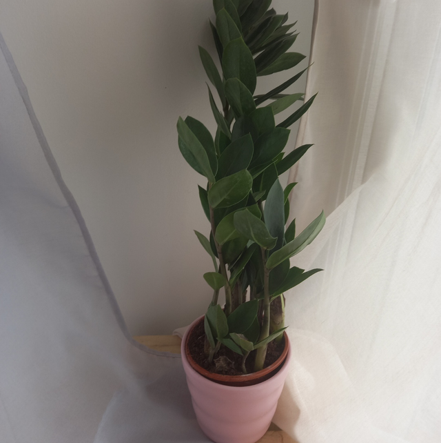 Zamioculcas 