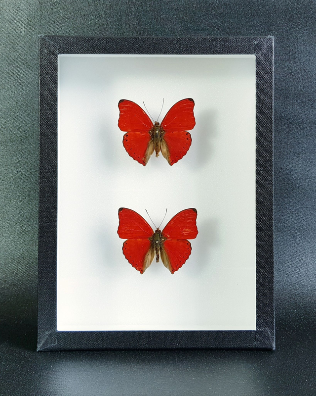 Cymothoe sangaris (duo)