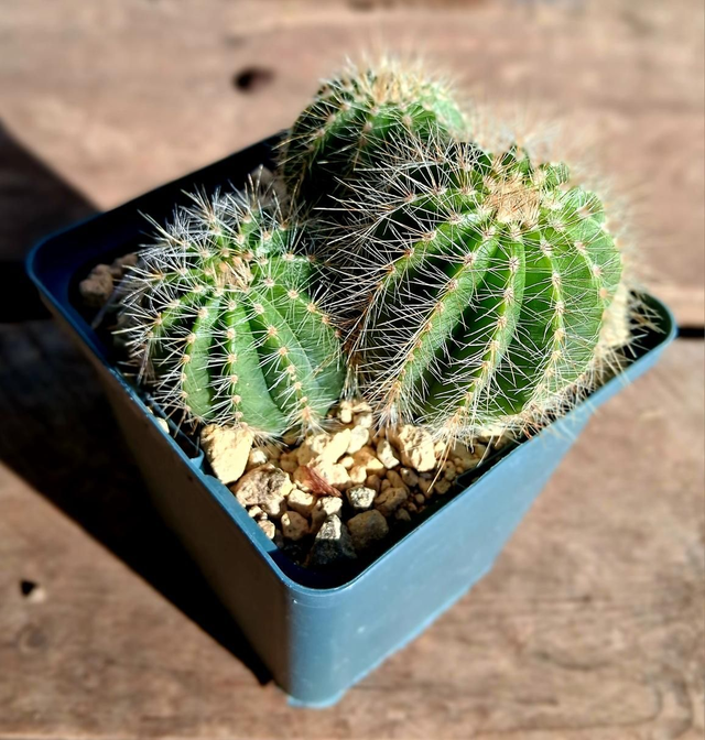 D183 . Notocactus magnificus vaso 10x10