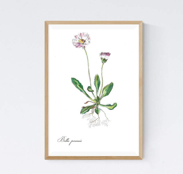 Pâquerette, Bellis perennis