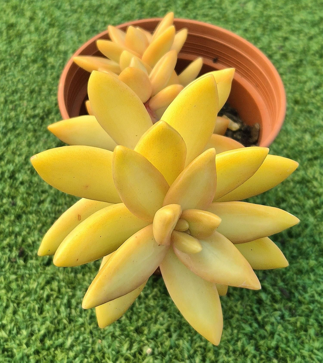 Sedum nussbaumerianum (Coppertone Stonecrop)