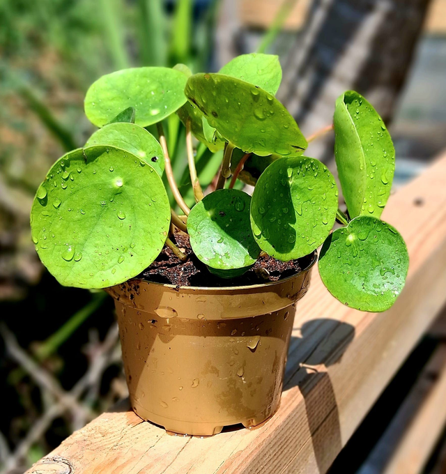 B31 . Pilea peperomioides