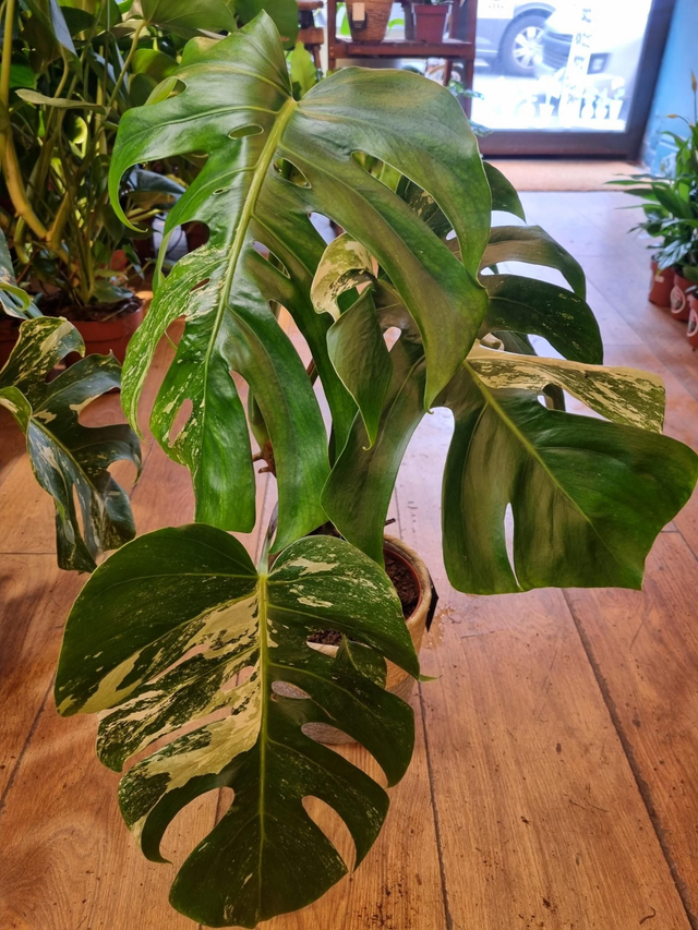 Variegated monstera