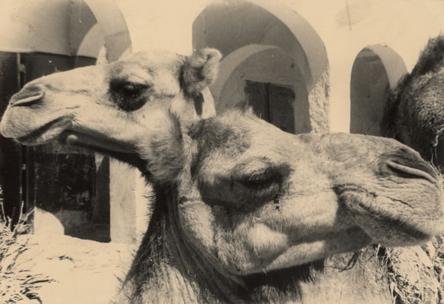 Chameaux : double portrait, c.1960 ?