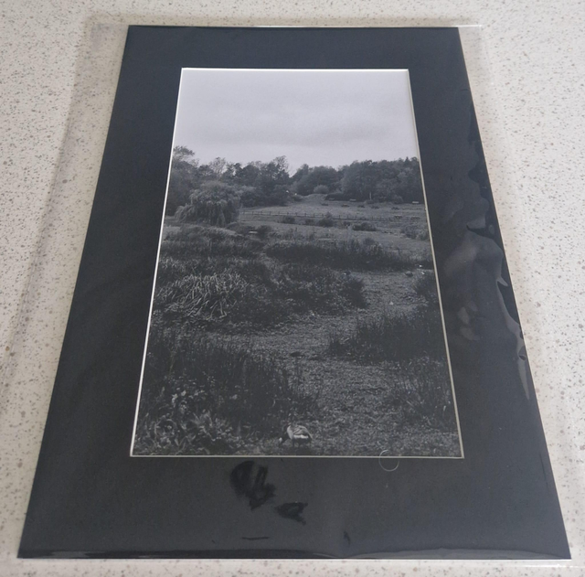 Washington Wetlands A4 Mounted Analogue Print