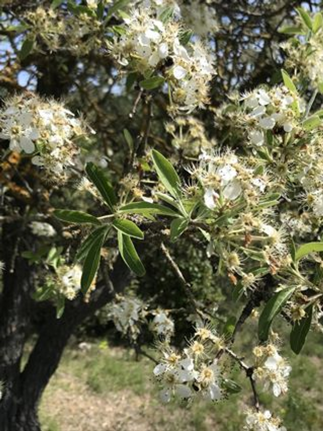 Poirier à Feuilles d'Amandier (Pyrus spinosa) - Végétal local
