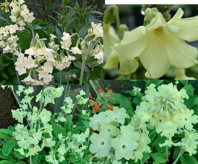 4 X plants of Primula alpicola var Luna