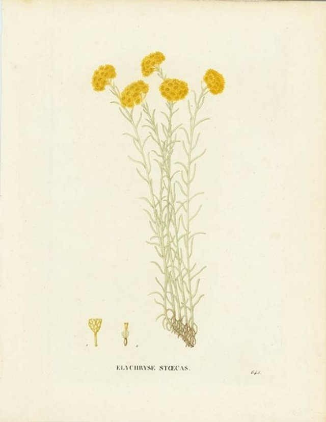 Óleo Essencial de Helichrysum Stoechas Bio 5 ml