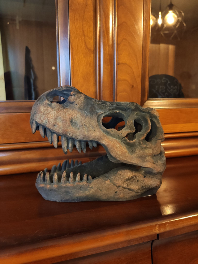 Crâne de Tyrannosaurus Rex 16cm