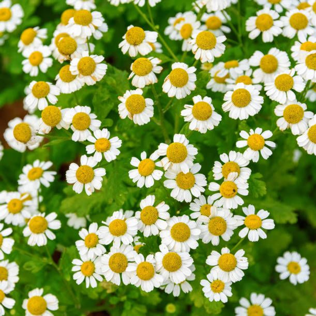  Pyrèthre de Dalmatie AB - (Tanacetum cinerariifolium) 