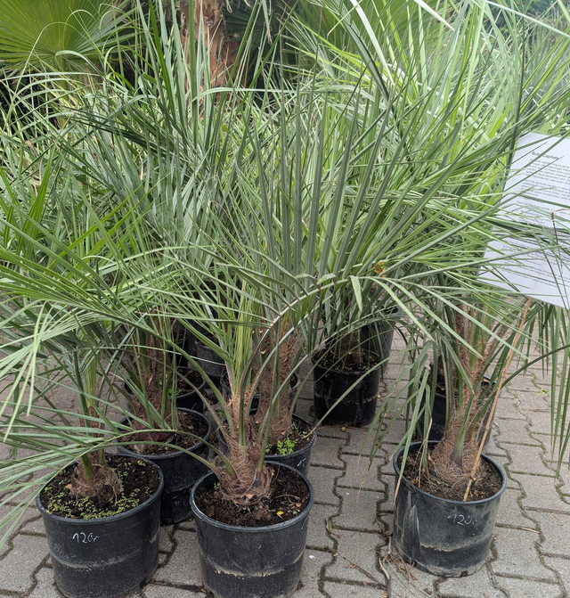 Butia capitata
