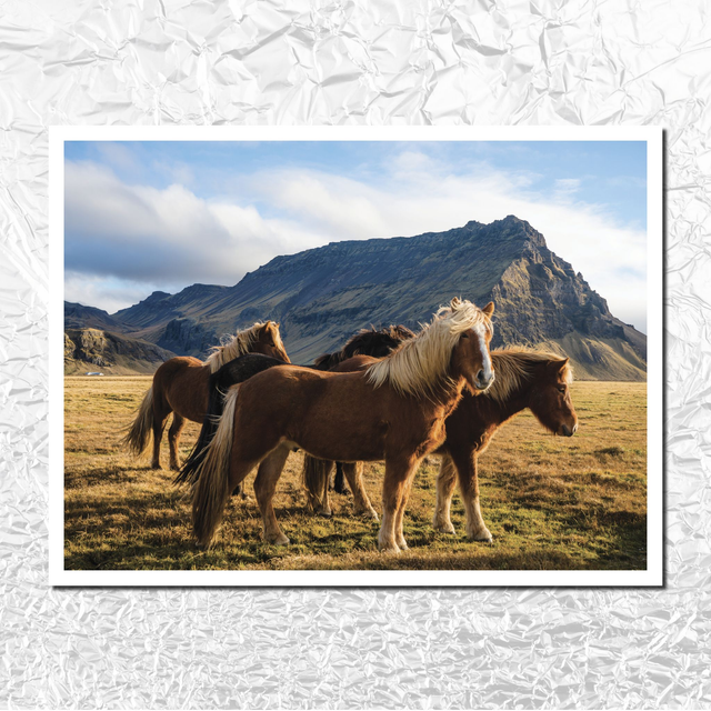 Tirage 30x40 &quot;chevaux islandais&quot;