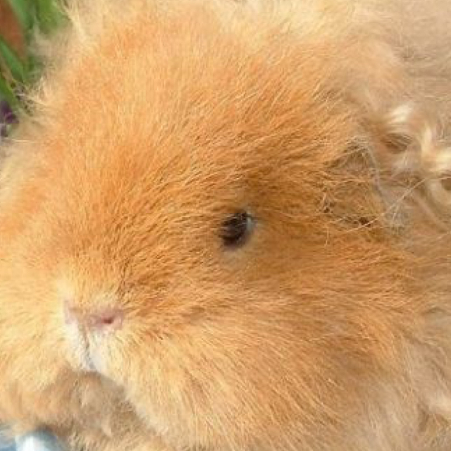 10) Kids Party Package Cuddles &amp; Wellness 2 hour