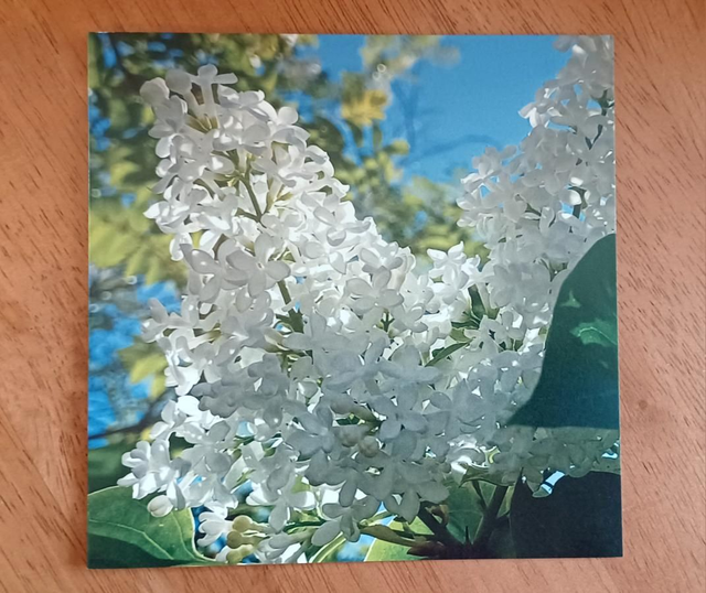 White Lilac