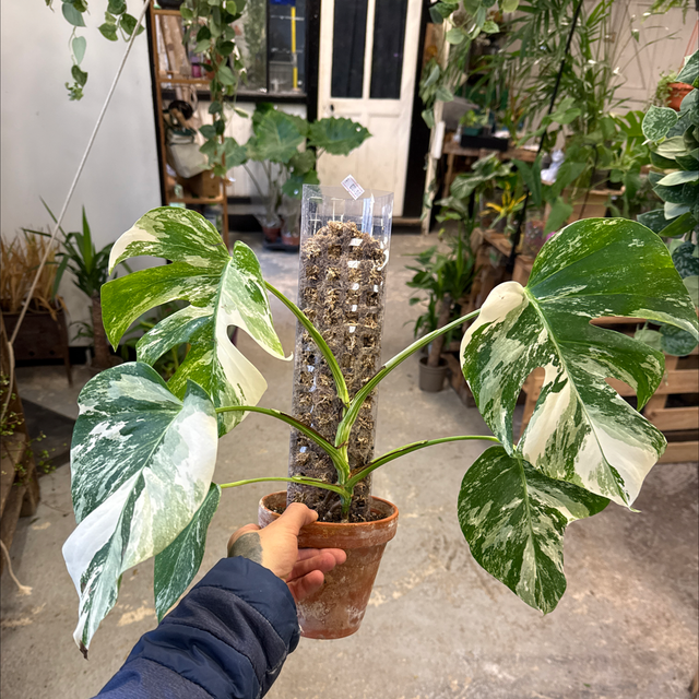Monstera Deliciosa + Tuteurs Sphaigne 