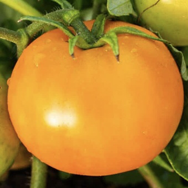 Tomate Queen Orange AB - Solanum lycopersicum